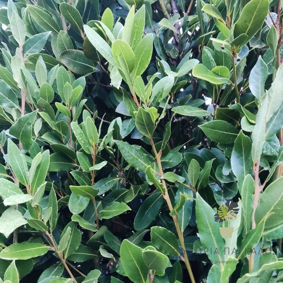 🌿 Δάφνη Απόλλωνος – Laurus nobilis - 5 lt